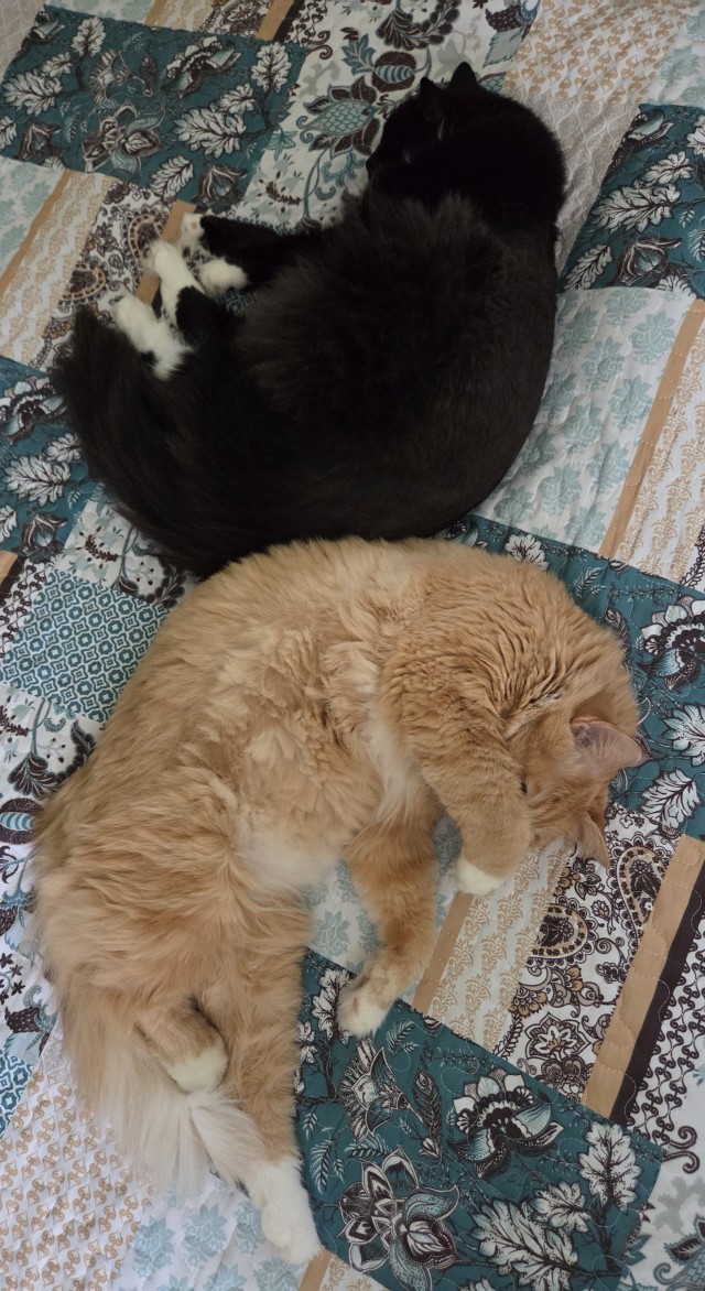 Котовторник же