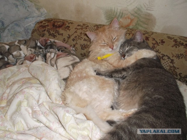 Котовторник 29.10.2013