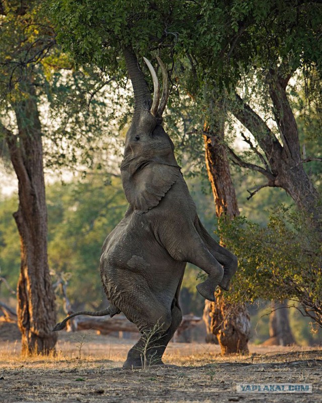 Лучшие фотографии National Geographic 2013.