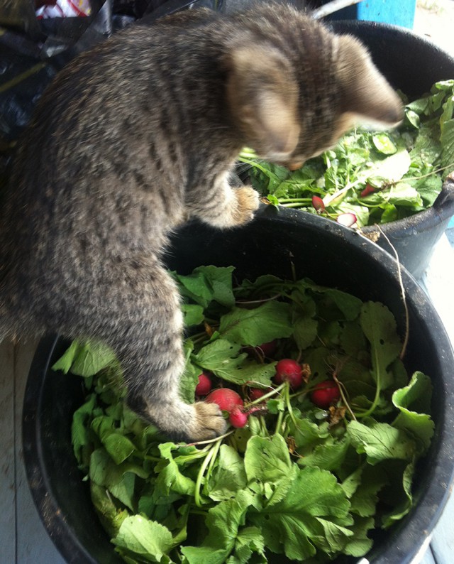 Котовторник   15.04.2014