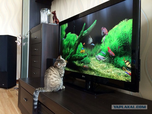 Котовторник 6.05.2014