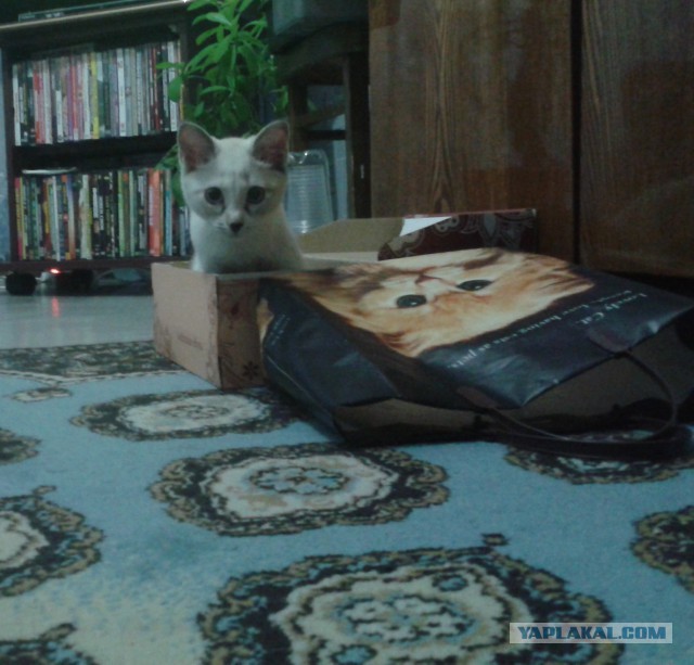 Котовторник 20.05.2014