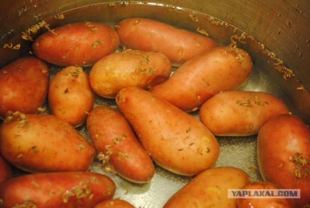 International одной книги., В память о Дженибеке.