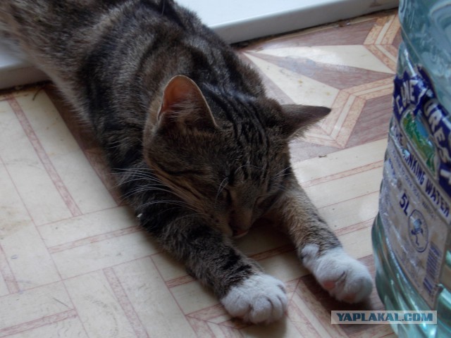 Котовторник 12.08.2014