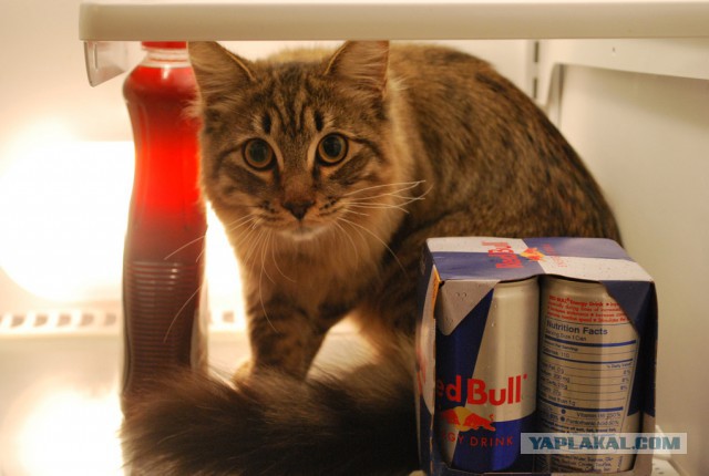 Кошачий Hardcore