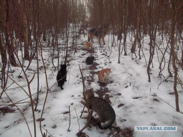 Жизнь домашнего приюта для котеек 49