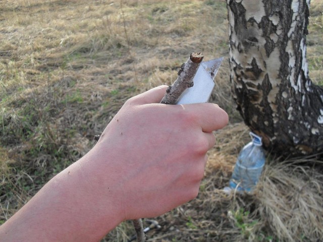 Сбор березового сока