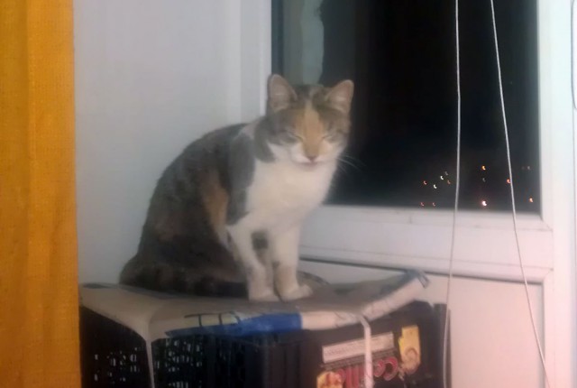 Самые популярные клички кошек и котов