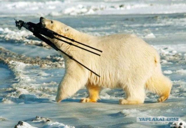 На что идут фотографы в погоне за снимком