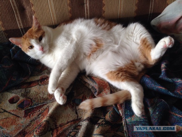 Котовторник  21.07.2015