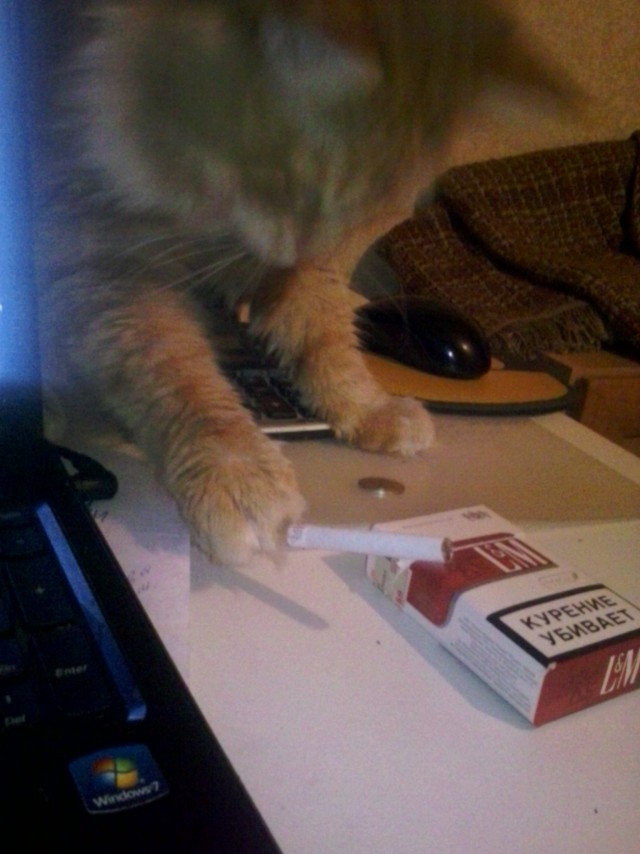 Котовторник