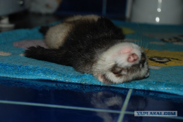 Мимимишности пост