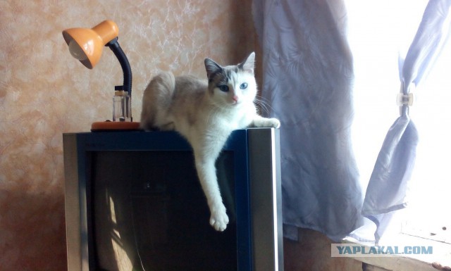 Жизнь домашнего приюта для котеек 107