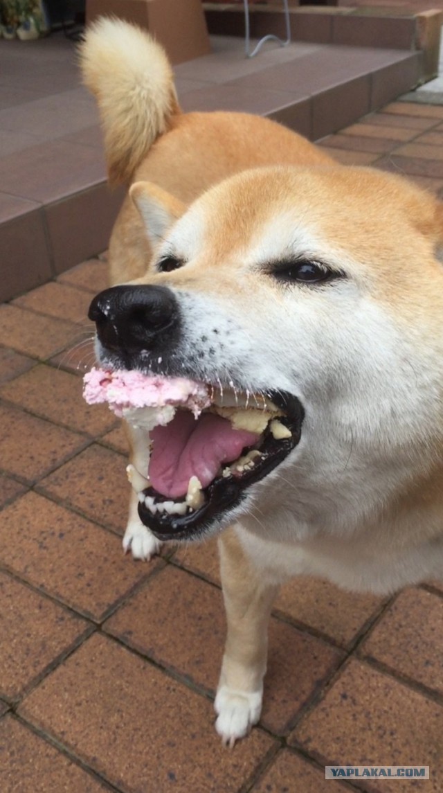 Субботняя подборочка картинок