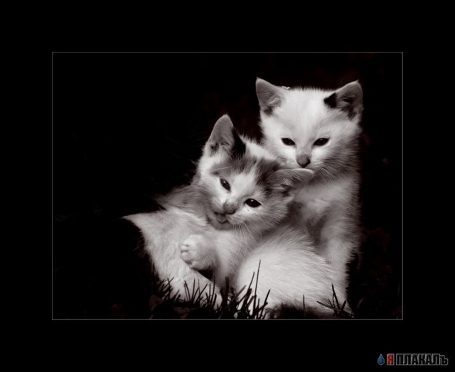 Кошки