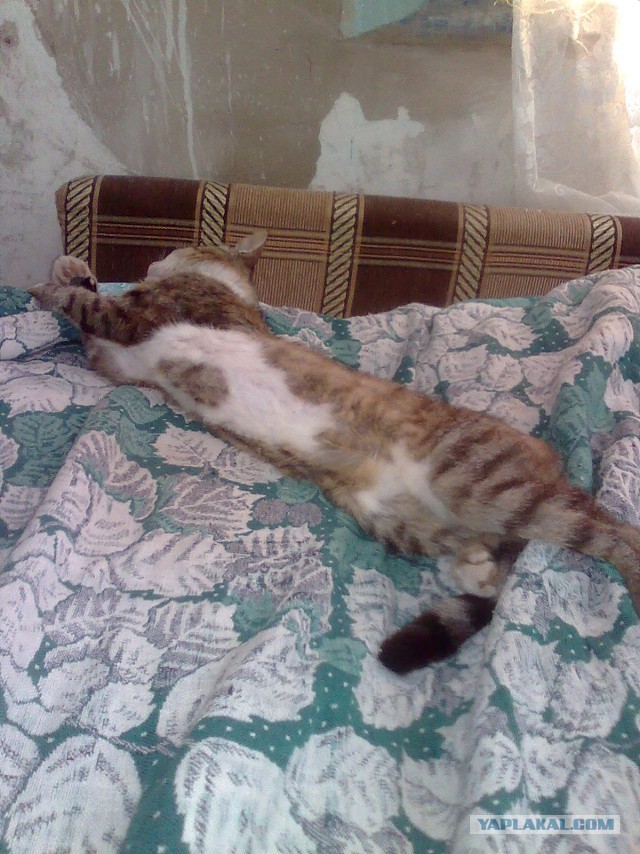 Котовторник 26.07 2016