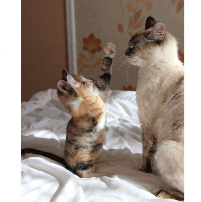 Коты из сети