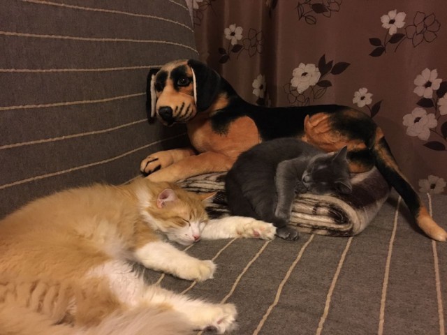 Коты и Кошки