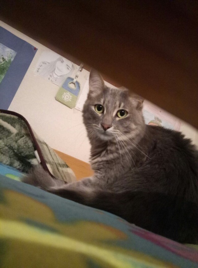 Коты и Кошки