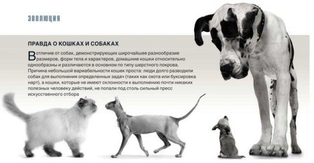 Как кошки приручили людей. Научное исследование