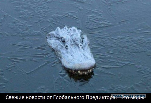 Забавных картинок не хотите ли?