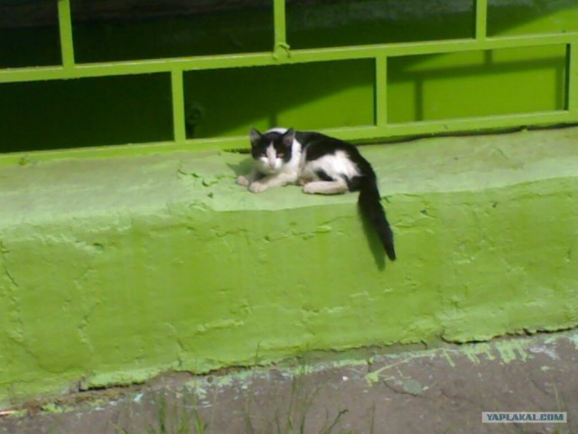 Котовторник на ЯПлакалъ (15.07.2008)