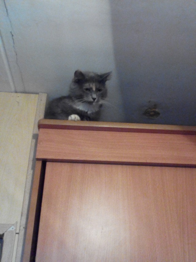 Давай заведем кота
