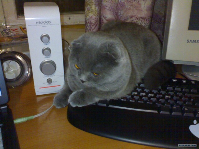 Даёшь Котовторник на ЯПе! (29.07.08)