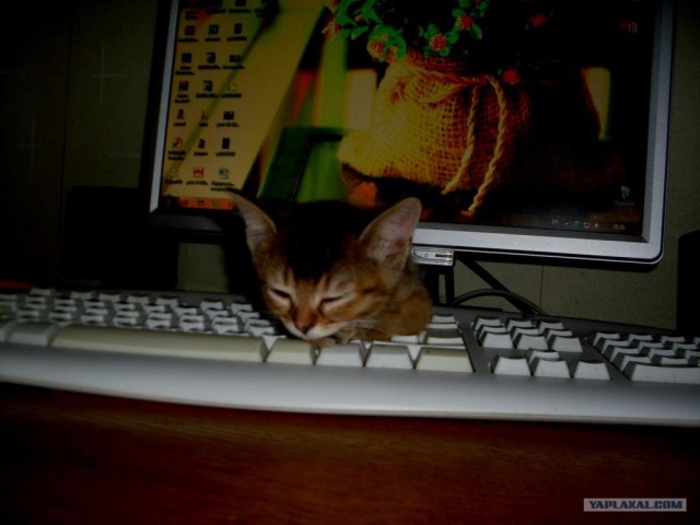 Котовторник  07.06.11