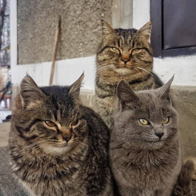 Прикольных котов пост