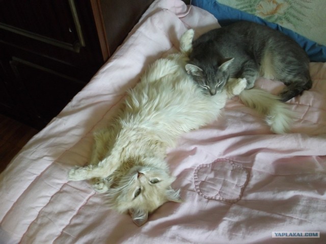Котовторник  от 3.04.2012