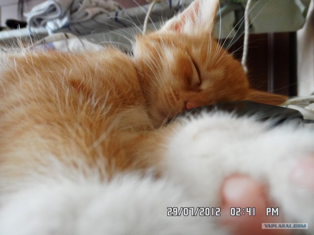 Котовторник 31.07.2012 г.