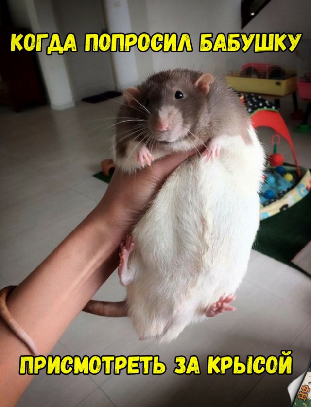 Милые животные. Мимиметр сломался