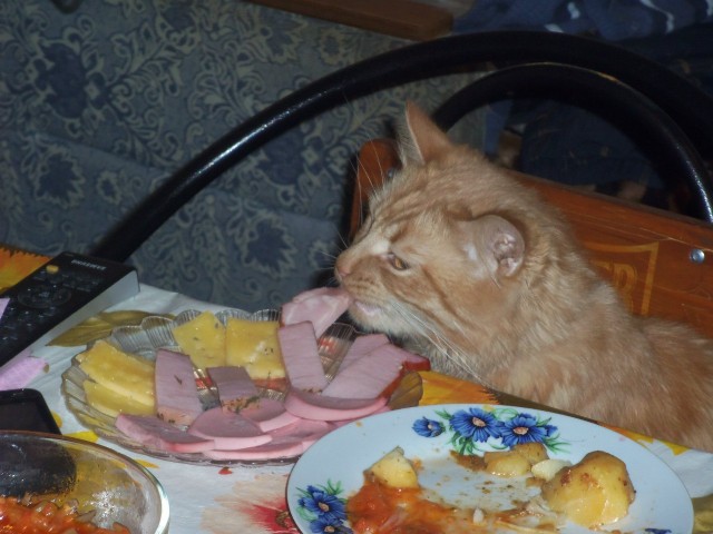 Живность из сети