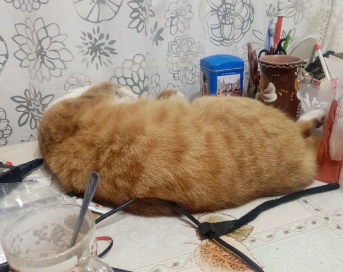 8 основных законов котиков