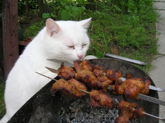 Забавные картинки с котами из сети