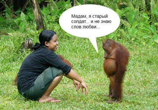 Орангутанг пришел на помощь человеку