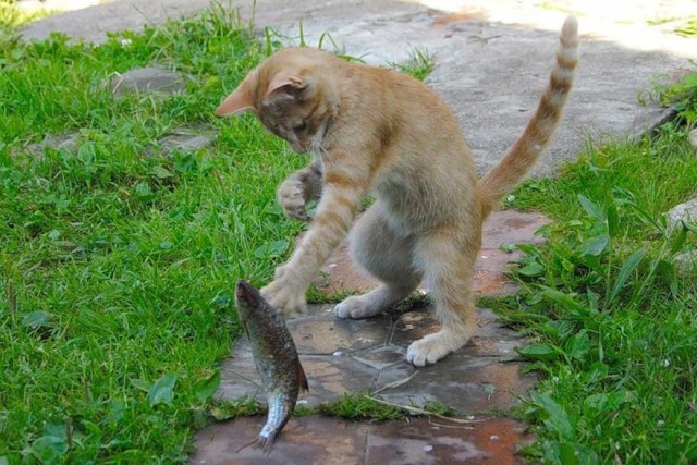 Котики