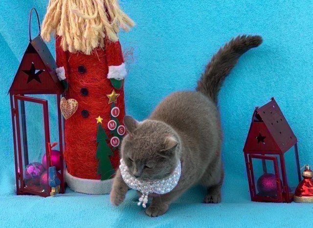 Коты из сети