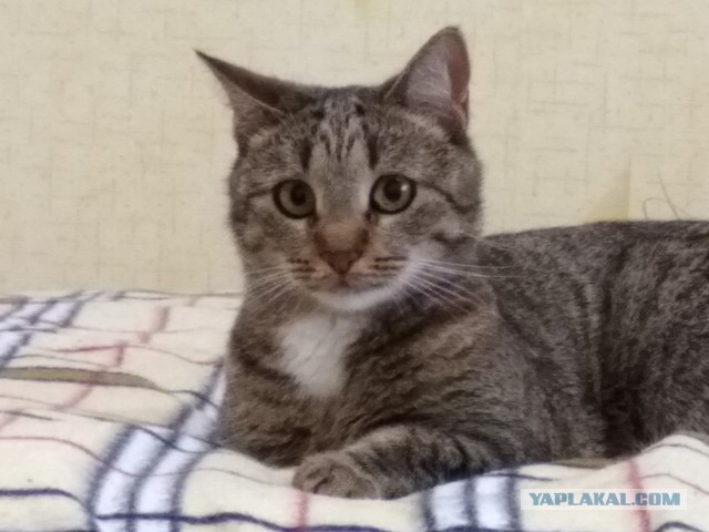 Ну, с котовторником!