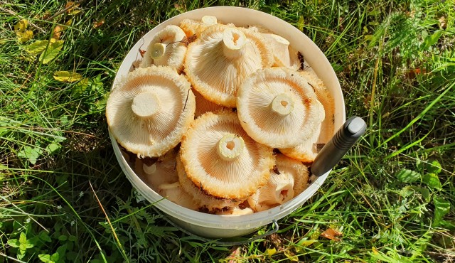 Грибы, которые собрали мы