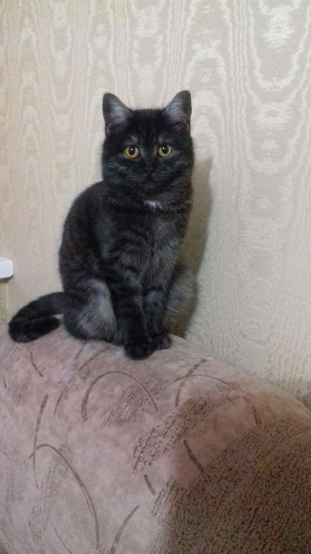 Эти забавные животные