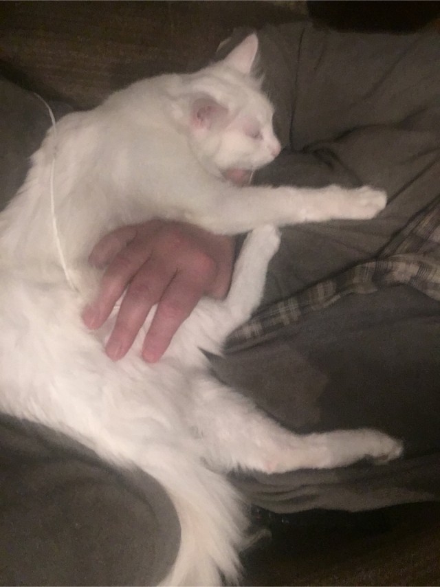 Про кота и питомца
