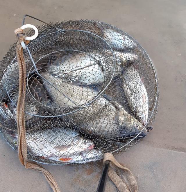 Лето, речка, караси