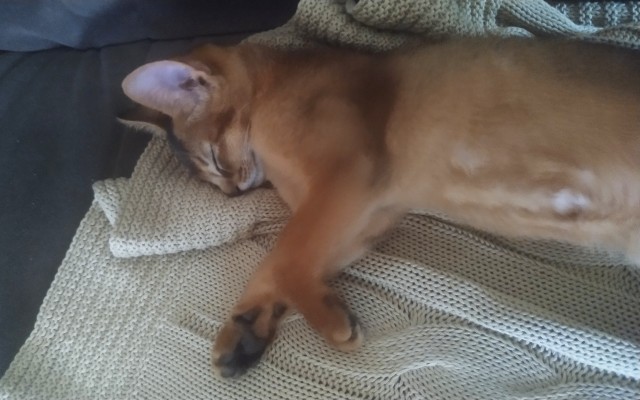 Котовторнику быть!