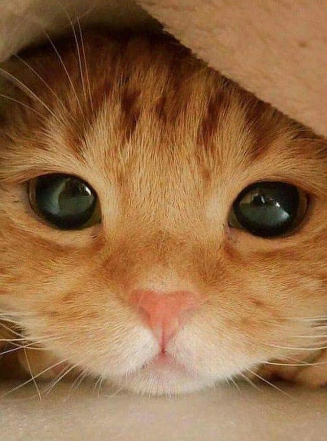 Не мог не поделиться. Про куриные крылышки