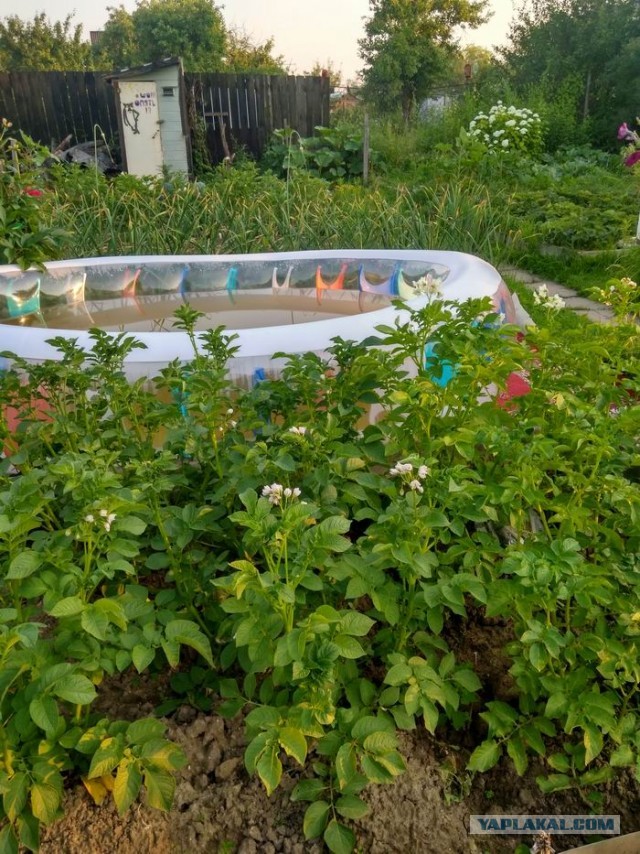 Дача (Хвастаемся). Не продаётся. Просто показываю. Красивое! Вспомним лето перед зимой