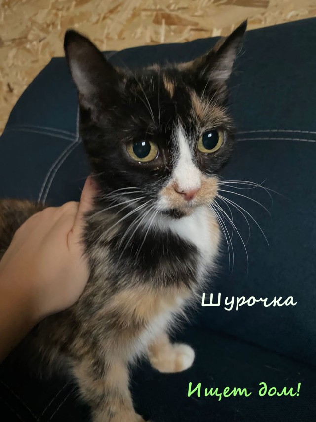 Жизнь домашнего приюта "Котоленд" 326