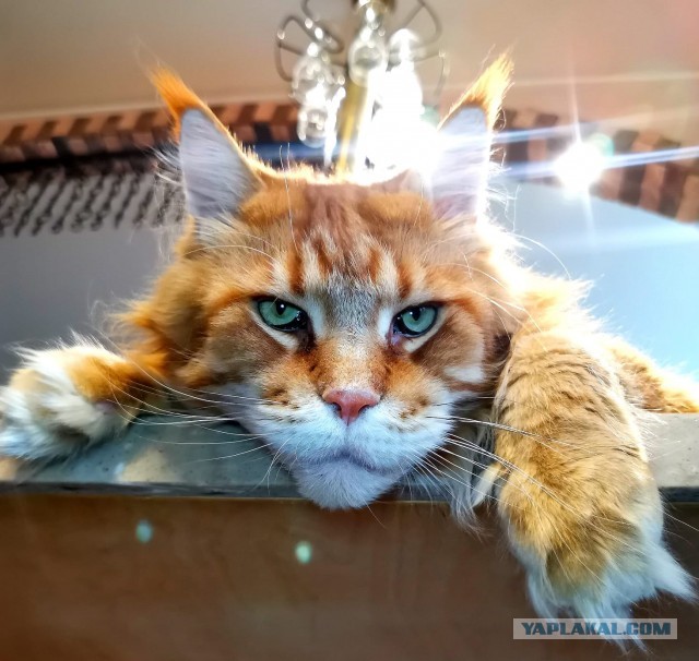 Ну, поехали в котоввторник!