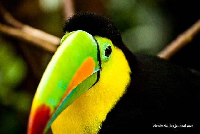 Коста-Рика.